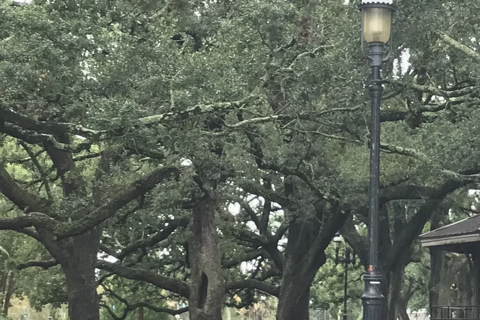 Live oaks and a lamppost in Seville Square, the downtown Pensacola park that hosts the Great Gulfcoast Arts Festival, with the gazebo at right.