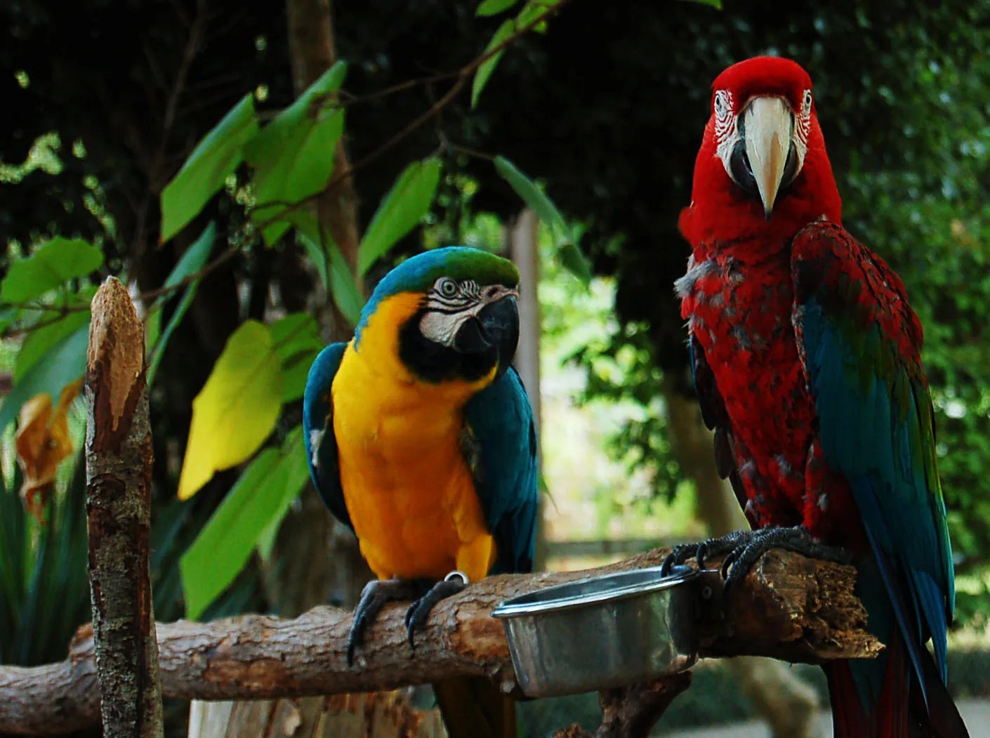 A blue-and-gold macaw and a green-winged macaw on a perch at the Gulf Breeze Zoo, east of Pensacola.